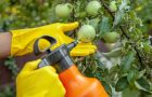 pesticidi-štetnost-trovanje-voće-povrće