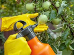 pesticidi-štetnost-trovanje-voće-povrće