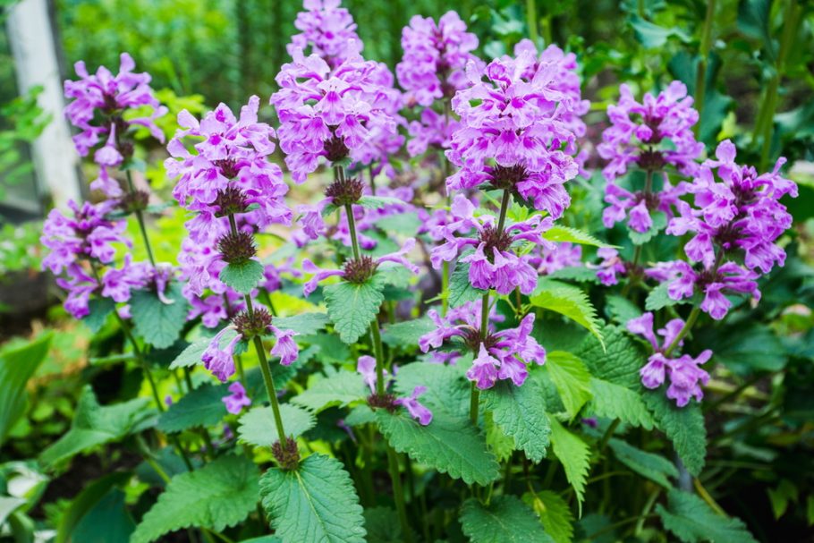 Betonica officinalis -ranjenik-čistač-gorka biljka