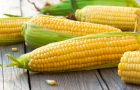 kukuruz- varenje-vlakna-vitamini