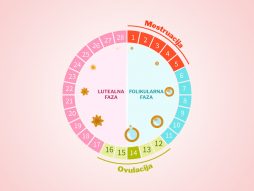 mentsruacija- menopauza-promena ciklusa