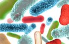 crevni mikrobiom- bakterije u crevima- flavonoidi