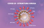 covid 19 - antitela- struktura virusa