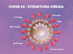 covid 19 - antitela- struktura virusa