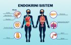 endokrini sistem