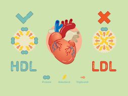 Viši nivo dobrog HDL holesterola
