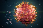 herpes virus
