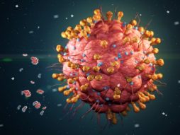 herpes virus